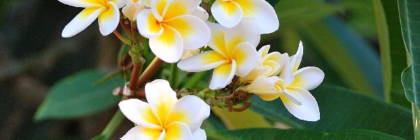 Kwiaty, Plumeria