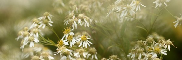 Kwiaty, Białe, Aster baldaszkowy