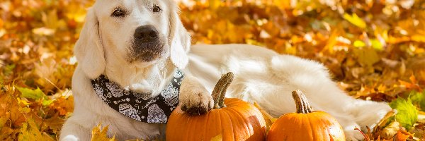 Golden retriever, Liście, Dynie, Pies