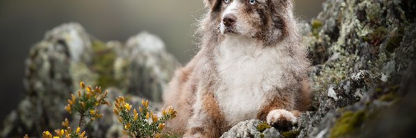 Skała, Rozmyte tło, Rośliny, Owczarek australijski