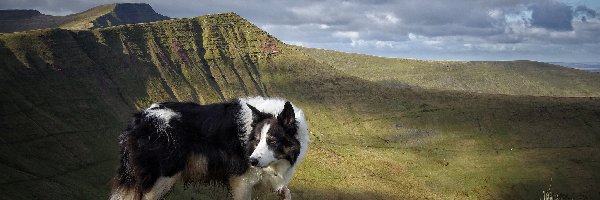 Border collie, Góry, Łąka, Pies