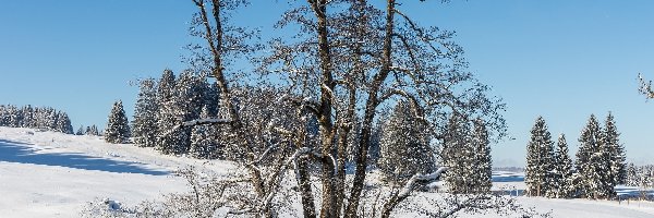 Drzewa, Zima