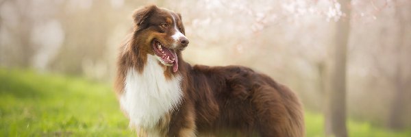 Rozmycie, Australian shepherd, Owczarek australijski