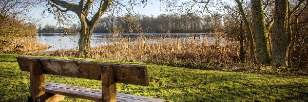 Ławka, Jezioro Bolam, Drzewa, Trzciny, Bolam Lake Country Park, Anglia