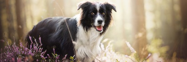 Pies, Rośliny, Border collie, Las, Wrzosy