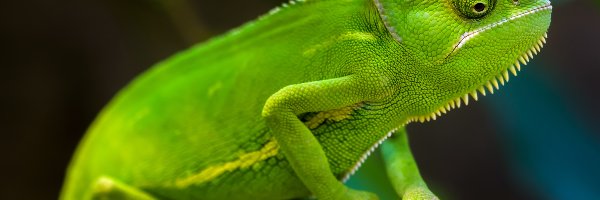 Zielony, Kameleon, Gałązka