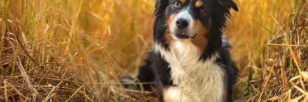 Zboże, Border collie, Pies