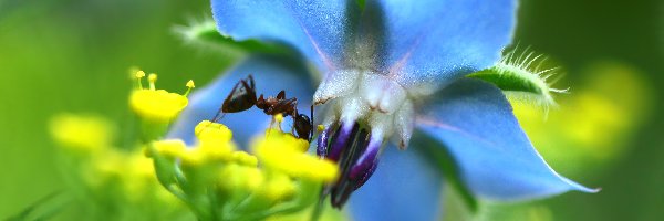 Mrówka, Owad, Niebieski, Kwiat