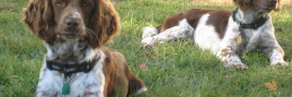 Springer spaniel angielski, leżące, dwa