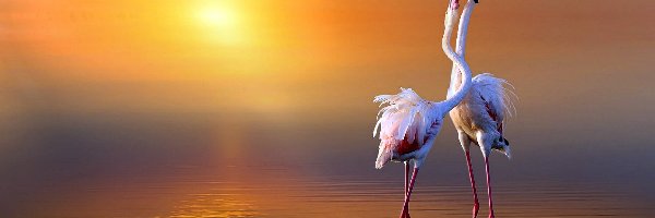 Flamingi, Słońca, Wschód