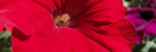 Petunia ogrodowa, Czerwona