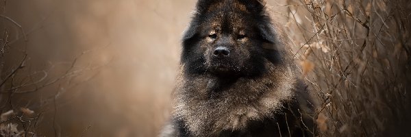 Leżący, Szpic, Pies, Gałązki, Eurasier