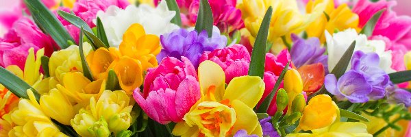 Tulipany, Krokusy, Różnokolorowe