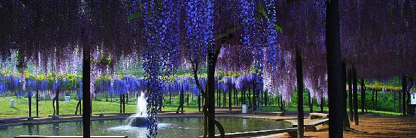 Fontanna, Wisteria, Park