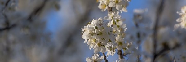 Gałązki, Białe, Kwiaty, Drzewo owocowe