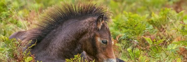 Konik, Kuc Exmoor, Źrebię, Łąka, Grzywa
