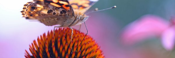 Motyl, Jeżówka, Kwiat, Rusałka Osetnik