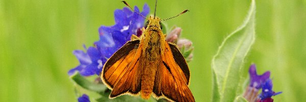 Karlątek, Motyl