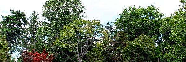 Drzewa, Niebo, Jesienne, Park