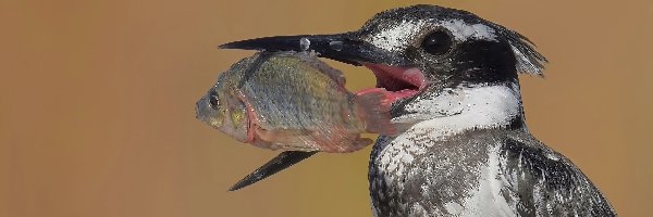 Rybka, Rybaczek srokaty