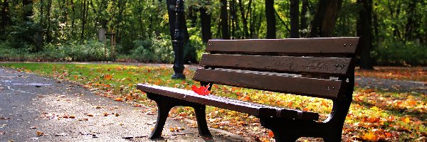 Ławka, Liść, Czerwony, Park