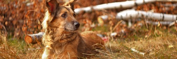 Pies, Trawa, Shila, Brzozy, Suche