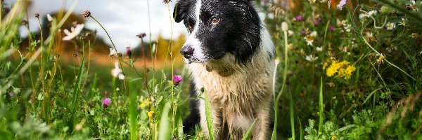 Kwiaty, Łąka, Border collie