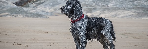 Cocker spaniel angielski, Blue roan, Umaszczenie, Pies