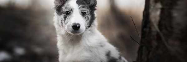 Szczeniak, Border collie, Pies