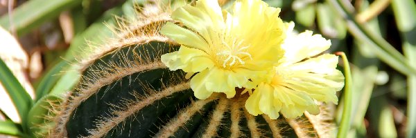 Kolce, Kaktus, Kwitnący