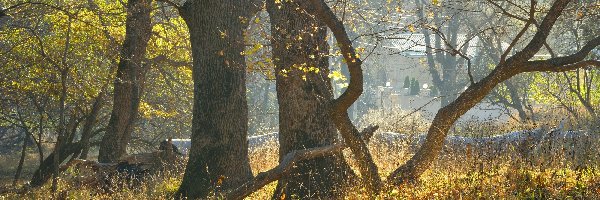 Pnie, Wygięte, Drzewa