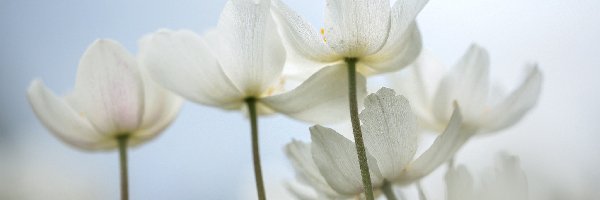 Kwiaty, Białe, Zawilec wielkokwiatowy