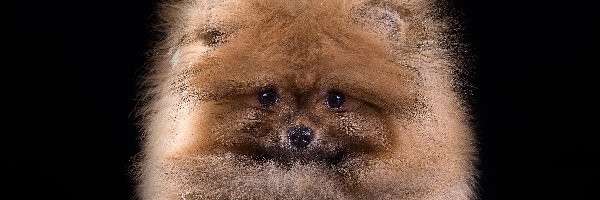 Szpic, Pies