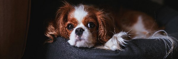 Puf, Cavalier king charles spaniel
