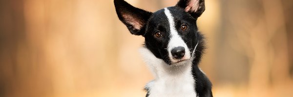 Biało-czarny, Mordka, Border collie, Pies