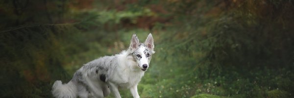 Pień, Las, Border collie