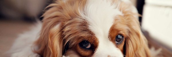 Cavalier King Charles Spaniel, Pies, Leżący