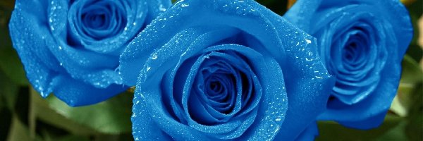 Roze, Niebieskie