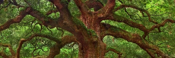 Angel Oak Tree, Konary, Dąb, Pięćsetletni, Drzewo, Stany Zjednoczone, Stan Karolina Południowa, Rozłożyste, Charleston