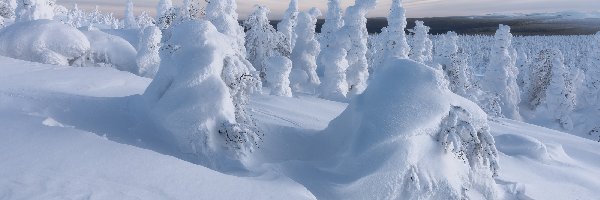 Zaśnieżone, Las, Drzewa, Zima