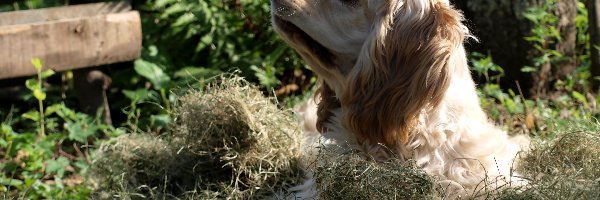 Spaniel