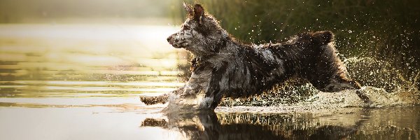 Biegnący, Border collie, Pies, Zarośla, Woda