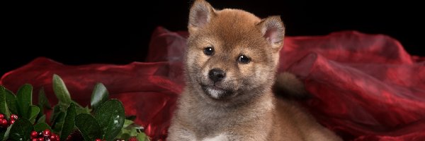 Pies, Szczeniak, Shiba inu, Jagody, Czerwone