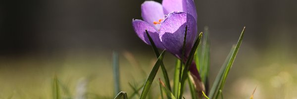 Fioletowy, Trawa, Kwiat, Krokus