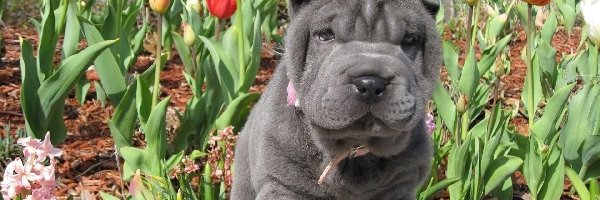 Tulipany, Shar Pei, Szczeniak