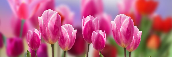 Kwiaty, Biało-różowe, Tulipany, Rozmycie