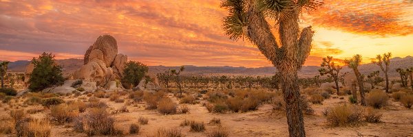 Stany Zjednoczone, Park Narodowy Joshua Tree, Stan Kalifornia, Drzewa, Skały