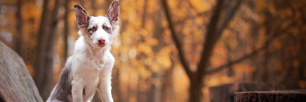 Ławka, Border collie, Młody