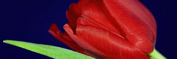 Liść, Tulipan, Czerwony