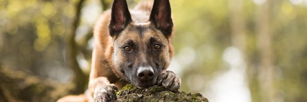 Pień, Owczarek belgijski malinois